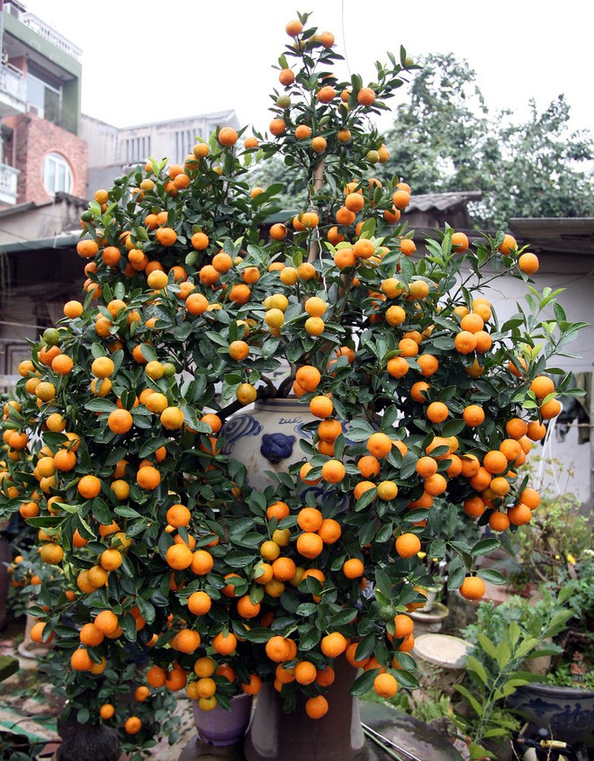 Quất khủng dáng long phụng, không bán chỉ cho thuê giá 50 triệu đồng